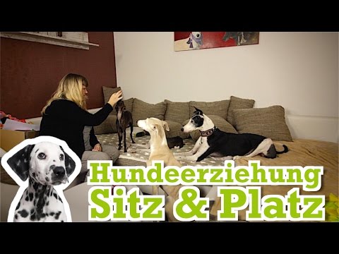 Hundeerziehung: Dem Hund Sitz und Platz beibringen – Hundetraining für Zuhause