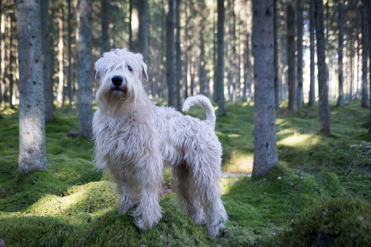 Wheaten Terrier